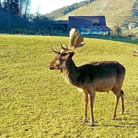 Schwarzenbergs Traube 4* Freiburg im Breisgau